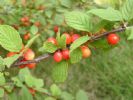  Prunus Tomentosa Extract  